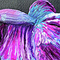 Betta Fish